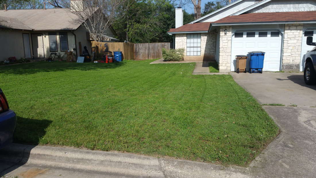 Natural lawn in south Austin