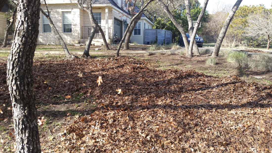 North Austin rental property with deciduous trees.