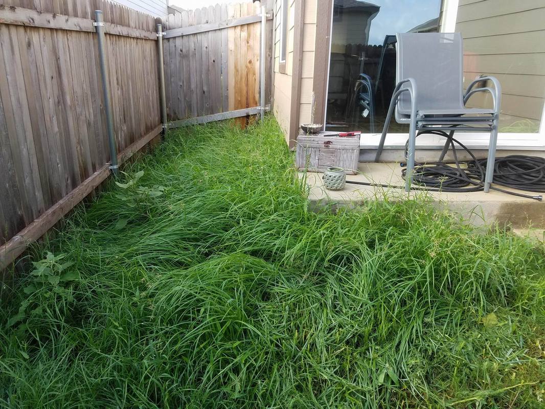 Overgrown Grass in Austin Texas