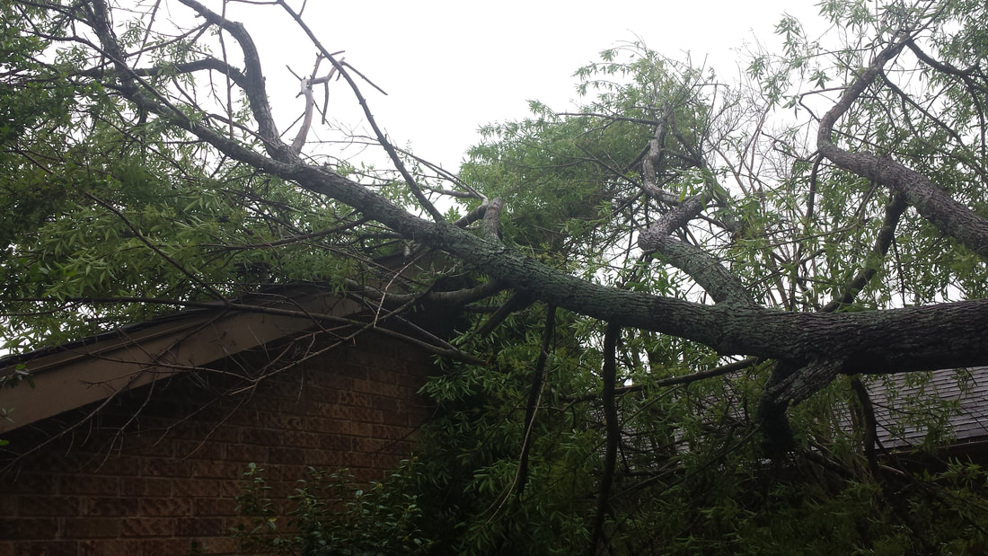 Fallen tree in north Austin