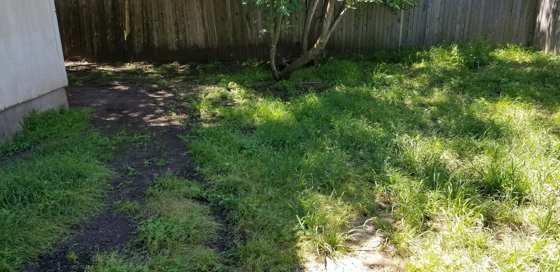Patchy lawn in south Austin