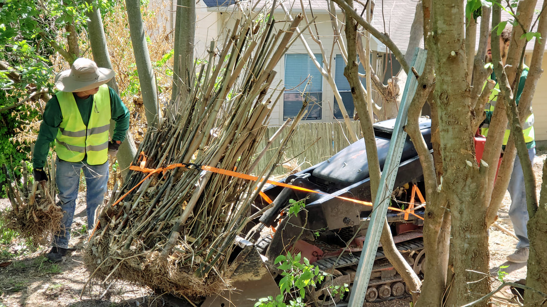 Uprooted Clumping Bamboo During Yard Cleaning