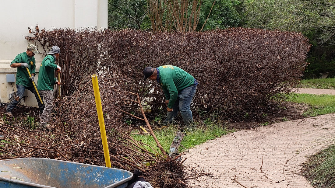 Hedge Uprooting During Yard Cleaning Service