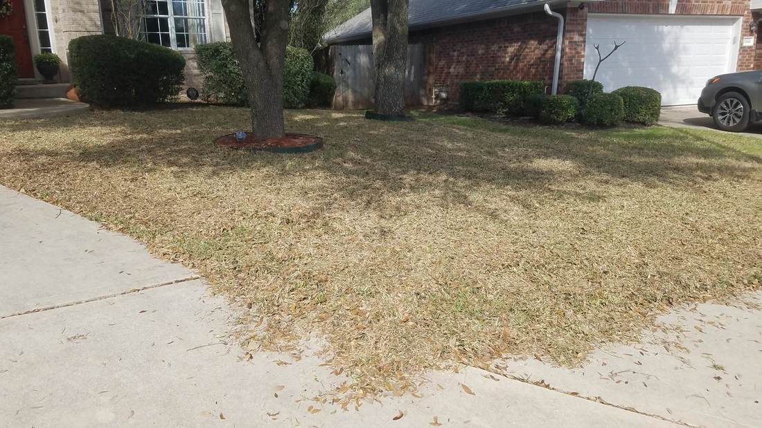 Excess Thatch on the Lawn in Austin