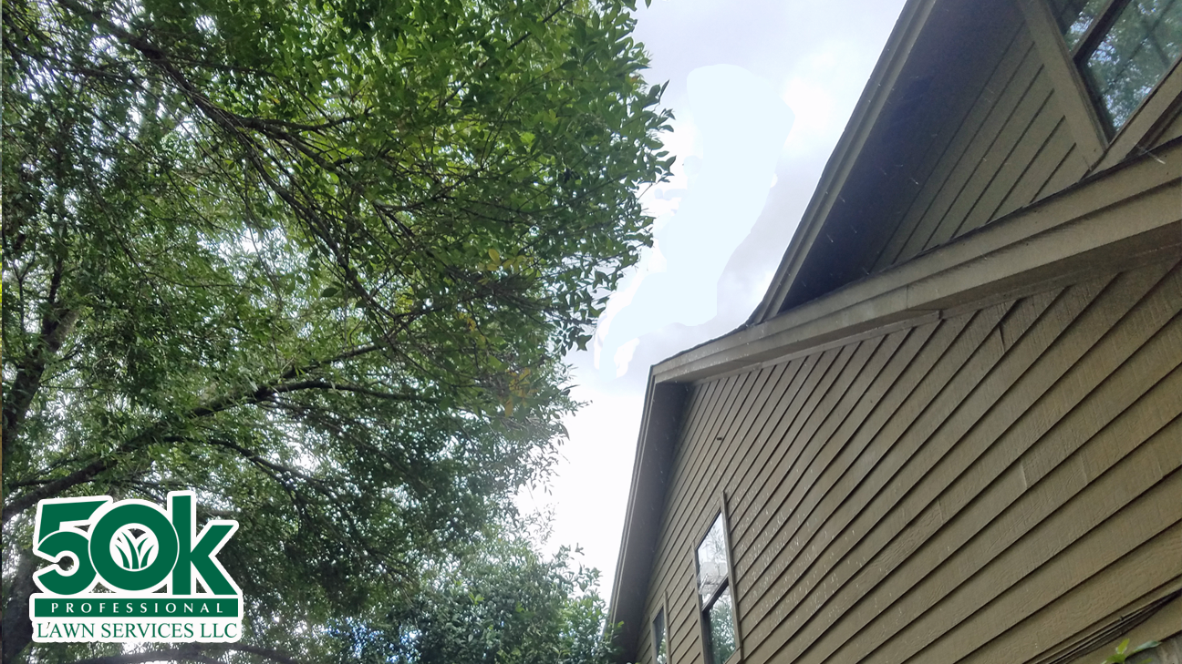 Roof Tree Service in Austin Texas