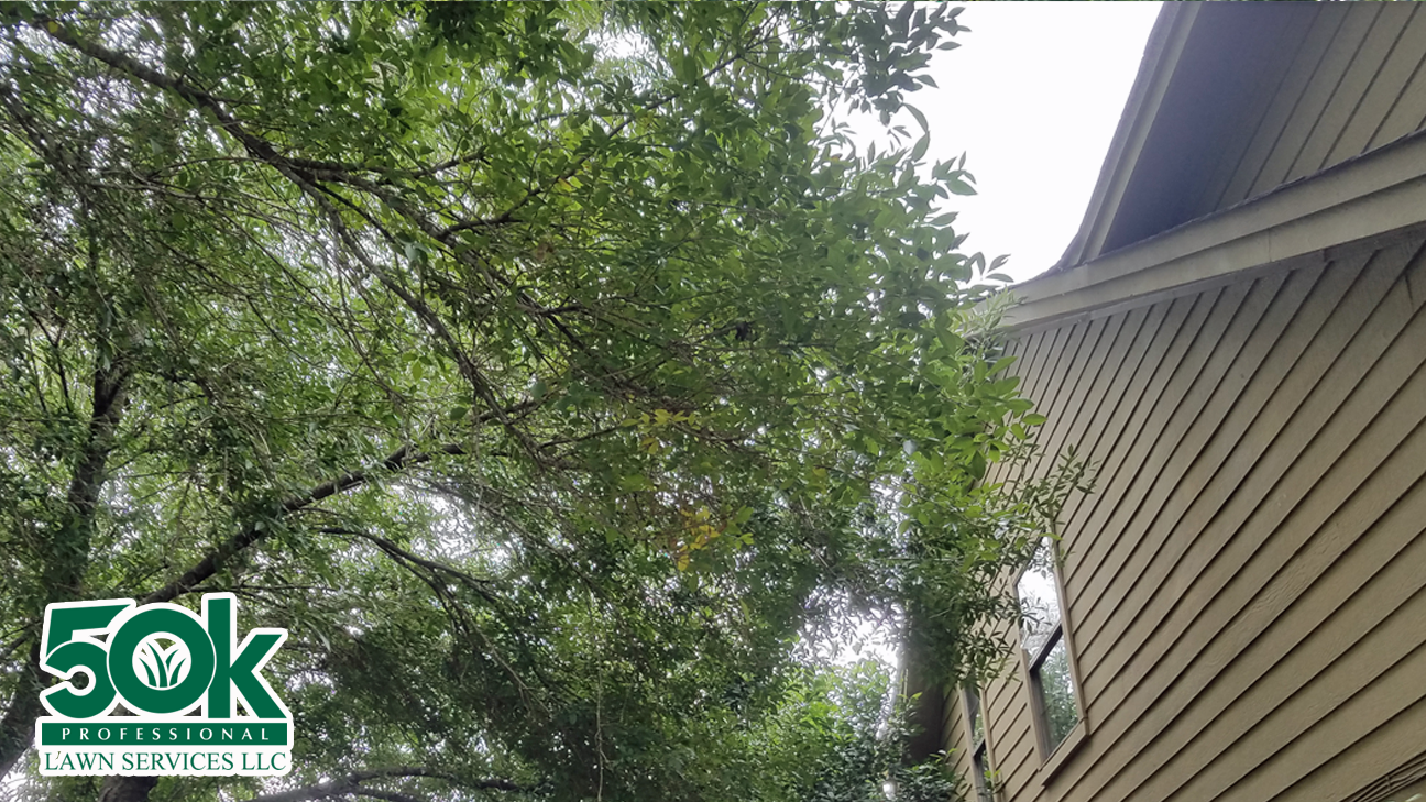 Roof Tree Service in Austin