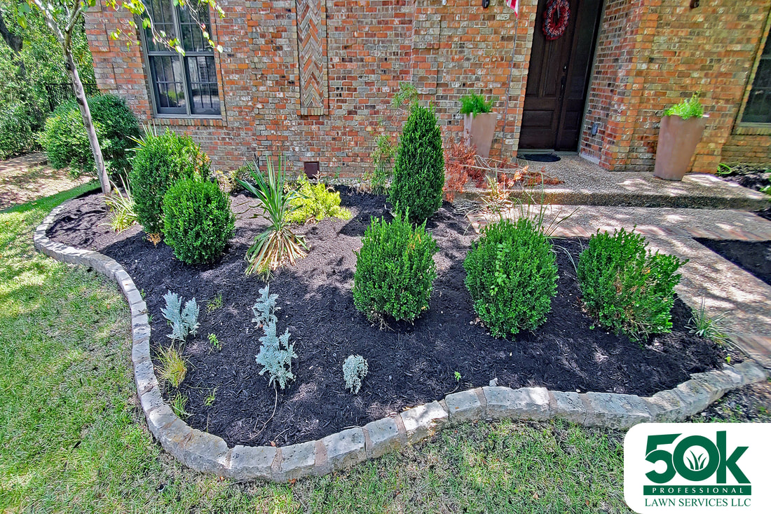 Lush South Austin garden with rich black mulch landscaping.
