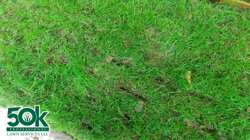 Photo of a lawn recently aerated by a tube aerator in south Austin.