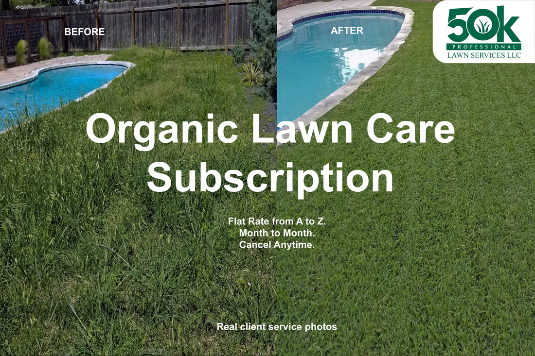 Before and after results of 100% Organic Lawn Care Service. This is as close as we can get to a very healthy lawn right beside a chlorine infused swimming pool.