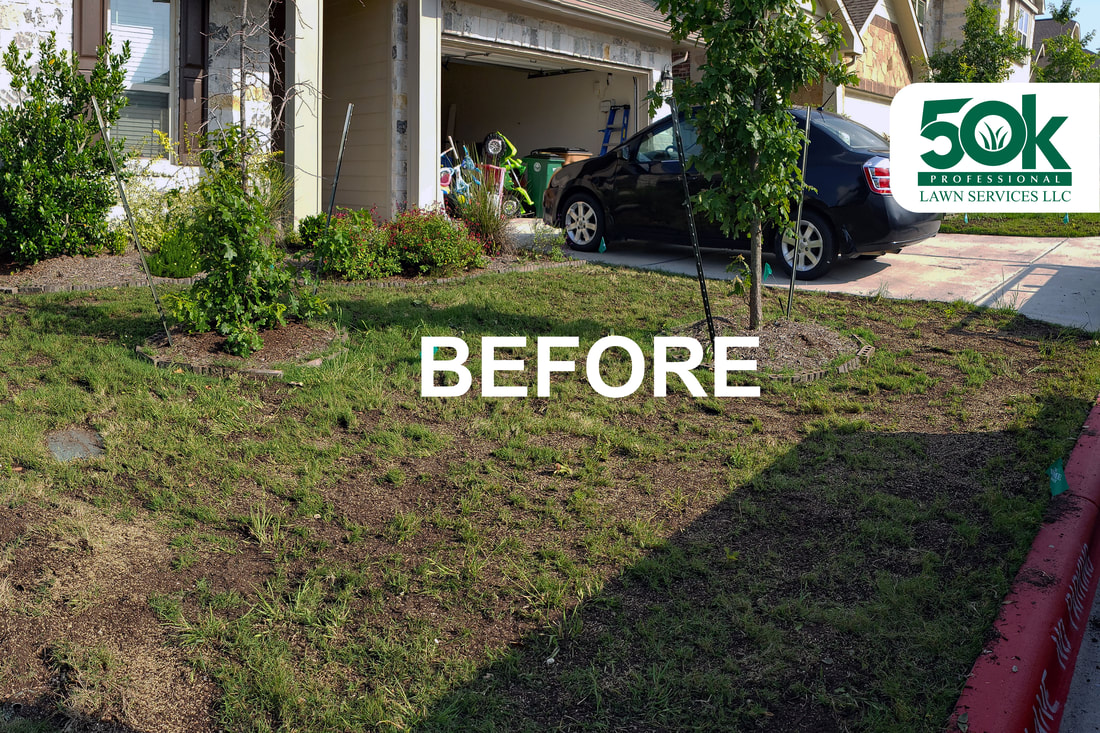 Real client before photo overseeding service in Austin, Texas